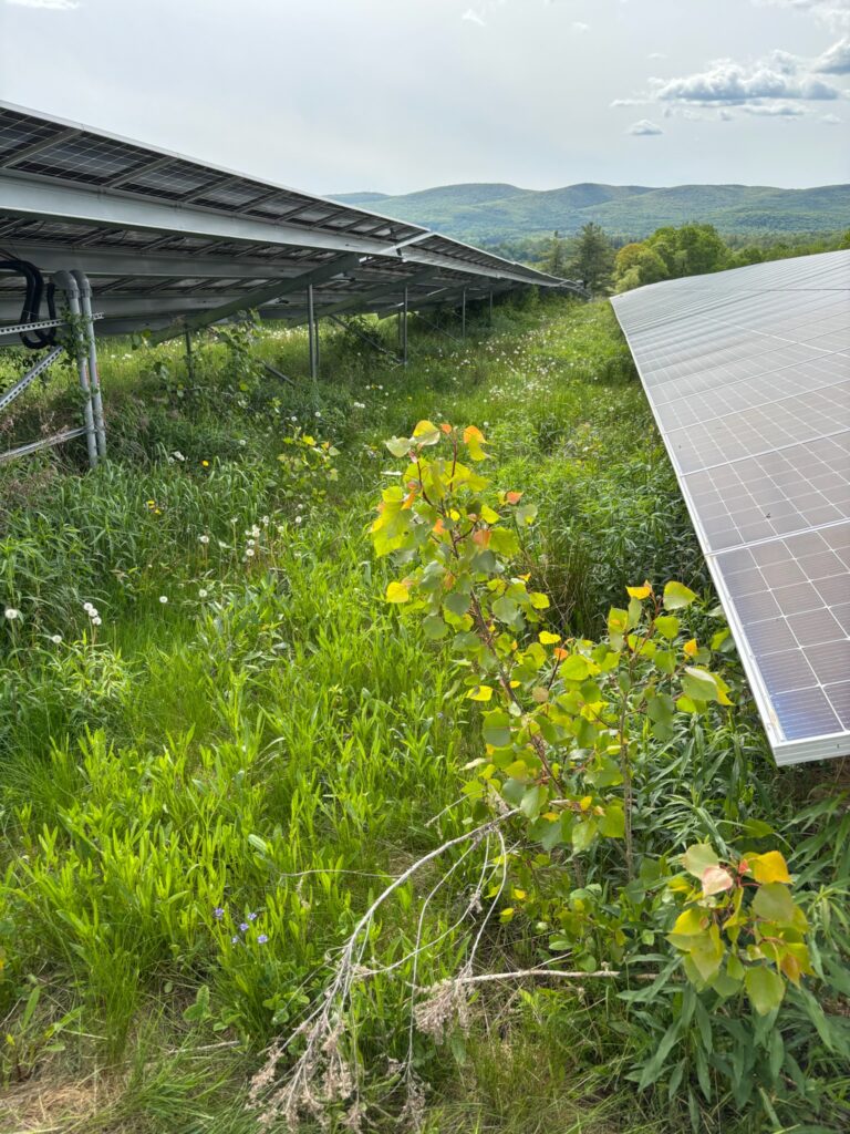 6_Peak_Solar_Pro_Vegetation_Management_Solar_Panel_Cleaning