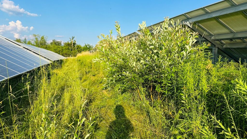 Overgrown vegetation is a fire risk.