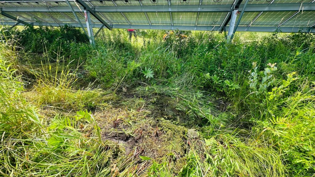 Don't lose energy from unmanaged vegetation around your solar panels.