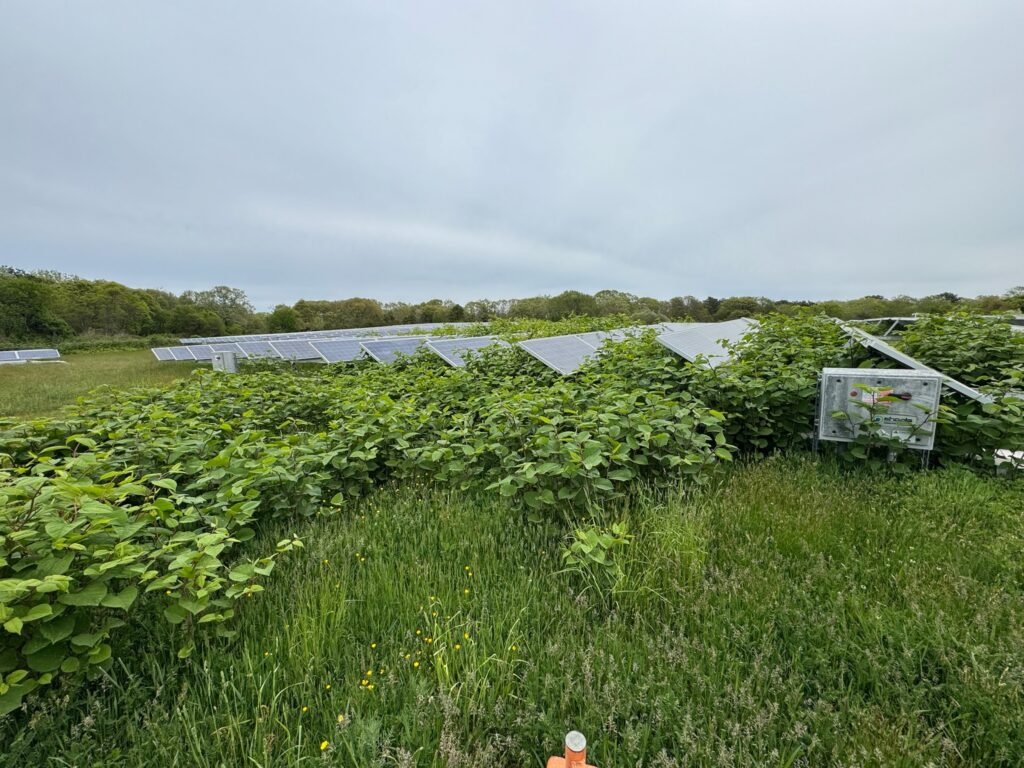 Solar Panel Maintenance includes ground maintenance.