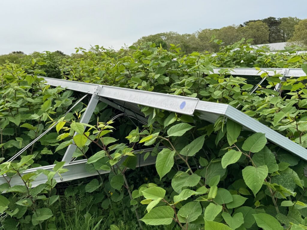 Solar Panel Maintenance with Peak Solar Pro in New England will ensure that weeds don't strangle your panels