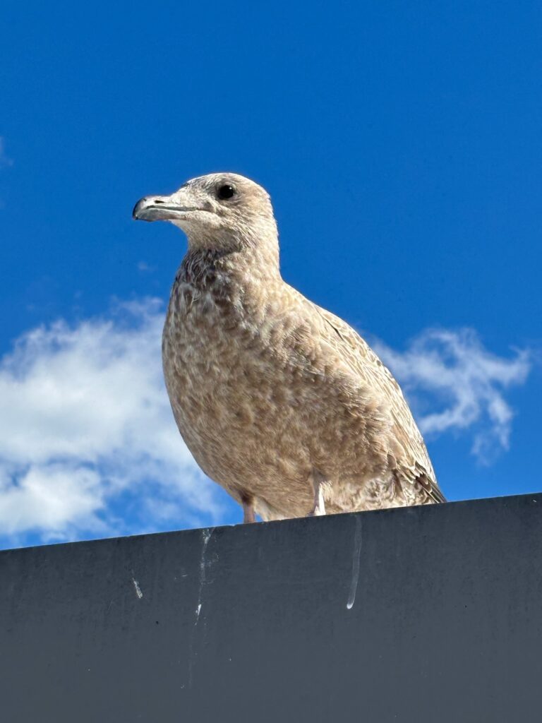 Image 1:
A seagull perched on a commercial rooftop above a solar installation. Gulls can create significant maintenance problems when they nest or repeatedly perch near solar panels.